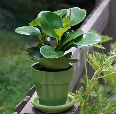 Best Indoor Plants For Beginners, Best Office Plants, Peperomia Plant, Small Indoor Plants, Ficus Elastica, Smart Garden, Rubber Plant, Best Indoor Plants, Low Light Plants