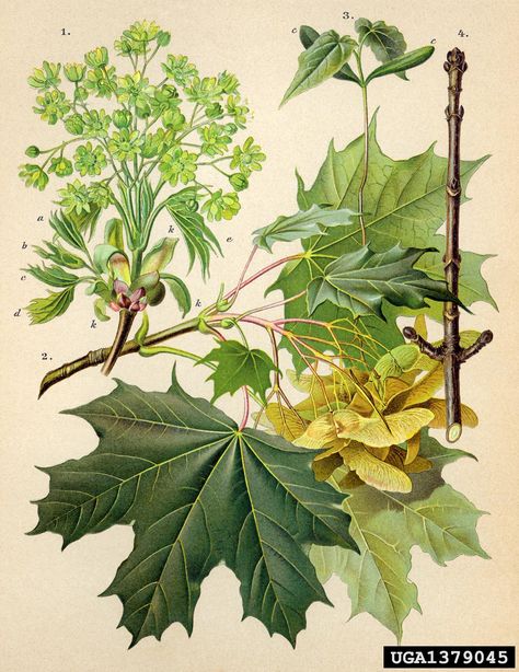 HIGHLY INVASIVE Norway maple (Acer platanoides) Acer Platanoides, Botanical Flowers Print, Nature Sketch, Invasive Plants, Leaf Drawing, Scientific Illustration, Tree Drawing, Botanical Drawings, Plant Species