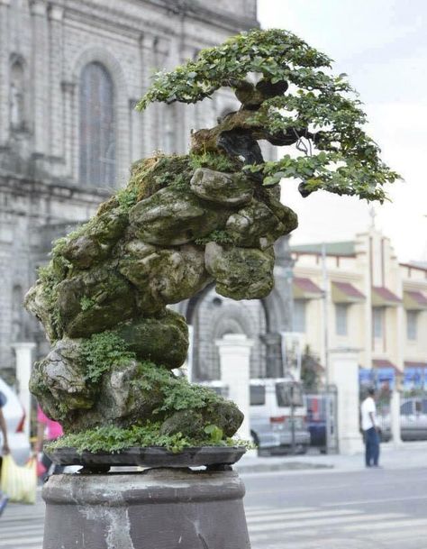 Rock clasping style Bonsai On The Rock, Plant Office Design, Plant Office, Bougainvillea Bonsai, Bonsai Making, Asian Artwork, Japan Garden, Water Fall, Bonsai Art