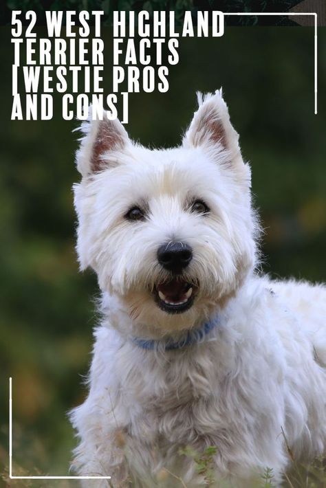 Westin Terrier Dogs, White Terrier West Highland, Western Highland Terrier, White Terrier Puppy, Westie Dogs West Highland Terrier, Western Terrier, West Highland White Terrier Grooming, Westland Terrier, Westie Tattoo