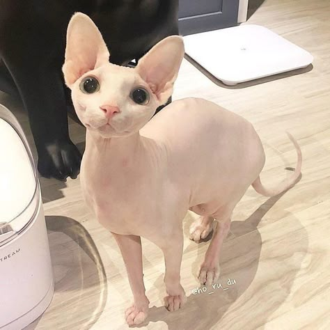 Hairless Cat