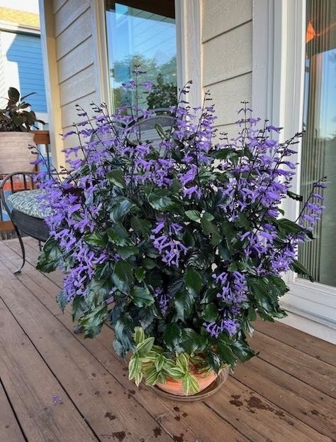 Plectranthus 'Mona Lavender' All photos by Amy Norwood Outdoor flower pots are a joy of summer.   As with all plants, the rule “right plant,... Mona Lavender Plectranthus, Mona Lavender Plant, Lavender Planter, Lavender Planters, Mona Lavender, Flowers For Summer, Lantana Plant, African Plants, Gardening Trends