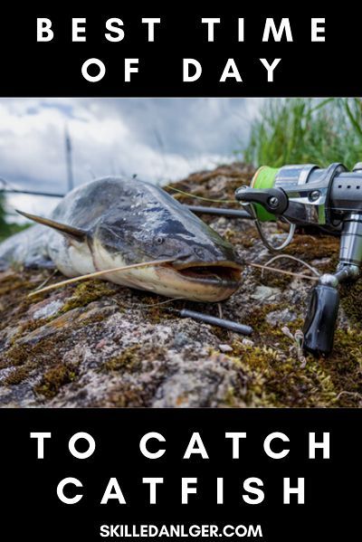 Is it best to fish for catfish at night? Or should you try to catch catfish during the day? When is the best time to catch catfish? Just follow some of these catfish fishing tips to find out! #catfishing #fishing #catfish #skilledangler Homemade Catfish Bait, Best Catfish Bait, Catfish Rigs, Fishing Catfish, How To Catch Catfish, Channel Catfish, Catfish Bait, Catfish Fishing, Walleye Fishing