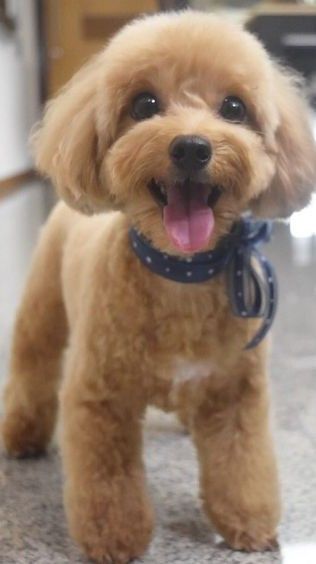 Short Teddy Bear Haircut, Toy Cavoodle Haircut Styles, Toy Puddle Haircut, Puppy Poodle Haircut, Toy Poodle Haircut Styles Short, Short Maltipoo Haircut, Toy Poodle Haircuts, Maltipoo Teddy Bear Haircut, Bichon Poodle Haircut