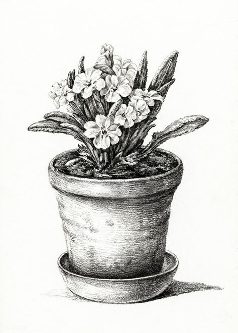 Potted plant (1824) by Jean Bernard (1775-1883). Original from the Rijks Museum. Digitally enhanced by rawpixel. | free image by rawpixel.com Plant Sketches, Classic Art Prints, Art Print Collection, Plant Drawing, Plant Print, Vintage Botanical, Nature Landscape, Free Illustrations, Poster Size