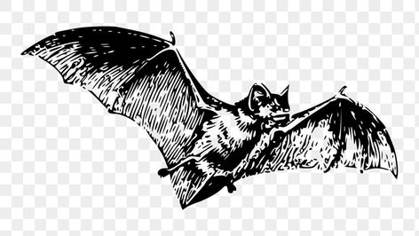 Bat Png, Flying Bat, Bat Art, Vintage Png, Public Domain Images, Free Png, Vintage Illustration, Public Domain, Free Images