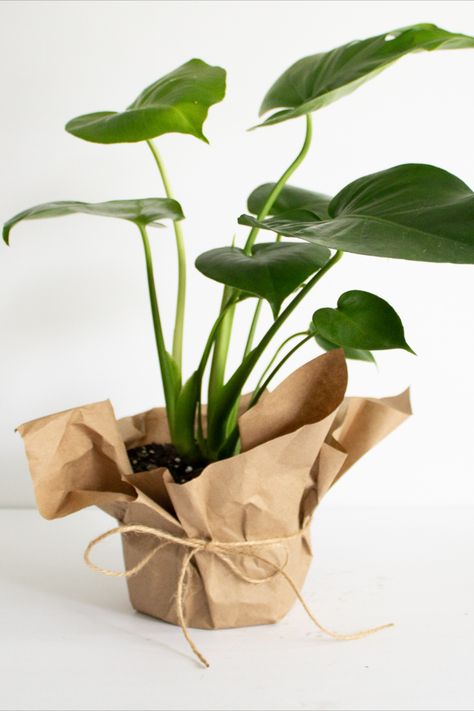 Monstera deliciousa plant Packaging Plants Ideas, Gift A Plant Ideas, How To Package Plants For Shipping, Plant Bussines Idea, Gift Plants Ideas, Plant Gifts Ideas, Plant Packaging Ideas, Plant Gift Ideas Diy, Plant Business Ideas