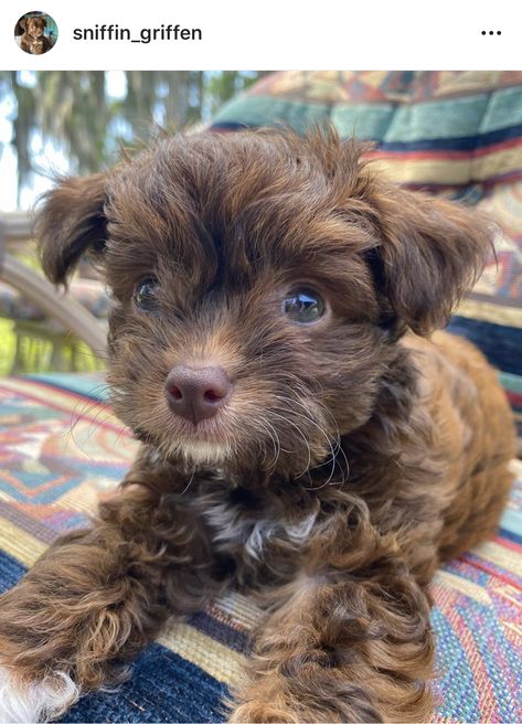 Chipoo Dogs, Chipoo Puppies, Shipoo Puppies, Hobie Cat, Chihuahua Poodle, Bear Dogs, Poodle Mix Puppies, Teddy Bear Puppies, Puppy Mom