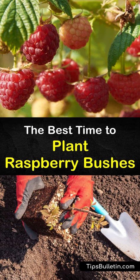 Planting Berry Bushes, Types Of Raspberry Plants, Planting Raspberry Canes, How To Plant Raspberries Bushes, When To Plant Raspberry Bushes, Rasberry Bushes Growing, Where To Plant Raspberry Bushes, How To Prune Raspberry Bushes, Raspberry Growing Tips