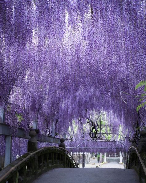 Wisteria Vines, Wisteria Garden, Fantasy Angel, Wisteria Tree, Purple Wisteria, 2160x3840 Wallpaper, Purple Trees, Gambar Figur, Japan Aesthetic