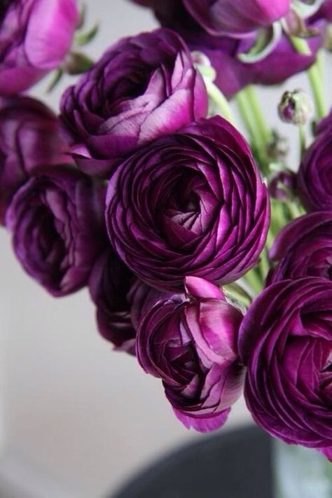 PEONY Ranunculus Garden, Flower Farm, Ranunculus, Flower Beauty, Beautiful Blooms, Shades Of Purple, Love Flowers, My Flower, Pretty Flowers