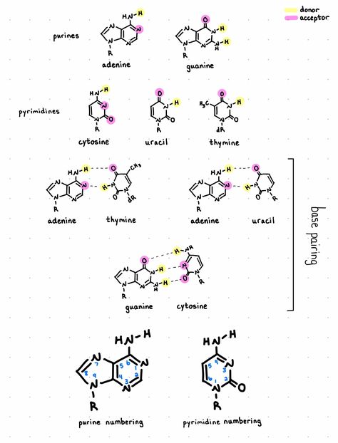 Nitrogenous Bases Nitrogenous Base, Biochemistry, Biology, Chemistry, Pattern