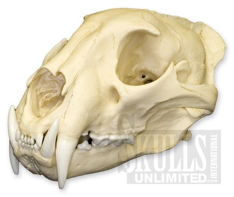 african leopard skull Badger Skull, American Badger, Leopard Skull, Tiger Skull, African Leopard, Panthera Tigris, Viking Life, Wild Tiger, Vulture Culture