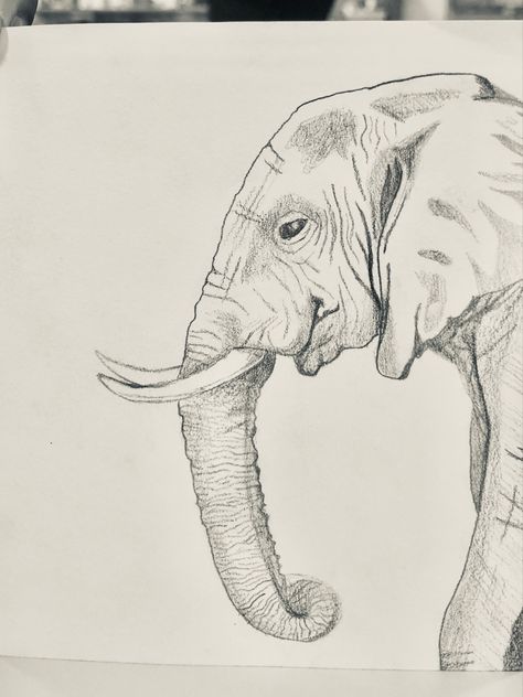 Elephant Drawing Sketches, Animal Drawings Elephant, Drawing Ideas Animals Sketches, Animals Sketches Pencil, Elephant Drawings Easy, Realistic Pencil Drawings Step By Step, Animal Sketches Pencil, Wild Animal Sketches, Fast Sketches