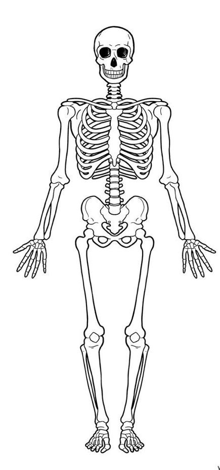 Skeleton Bones Drawing, The Human Skeleton, Skeleton Person Drawing, Human Skeleton Drawing, How To Draw A Full Body Skeleton, Human Bones Drawing, Skeleton Drawing Ideas, Skeleton Easy Drawing, Halloween Skeleton Drawing