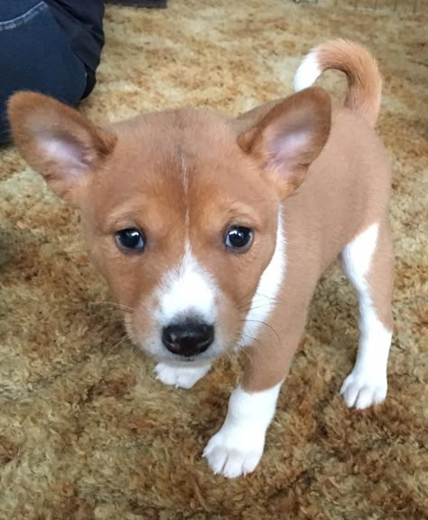 African Basenji puppy Basenji Dogs Puppies, Basenji Puppy, Basenji Dog, Basenji Dogs, Dog And Puppies, Puppies Near Me, Hypoallergenic Dogs, Dog Line, Yorkshire Terrier Puppies