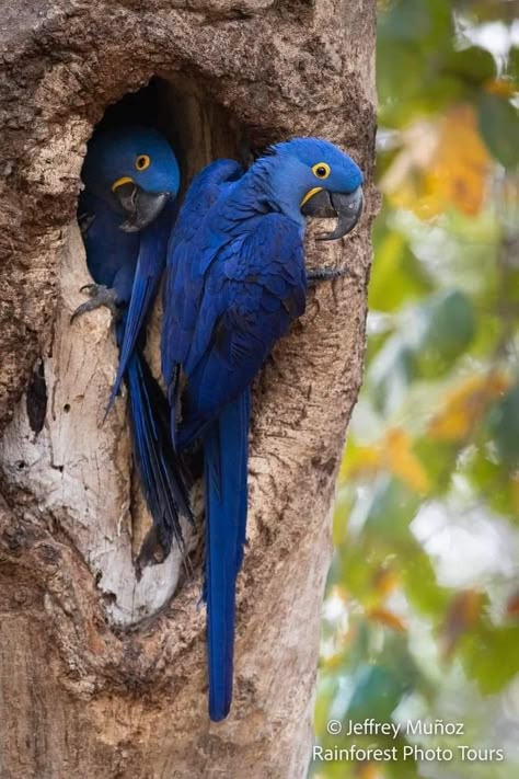 Hyacinth Macaw, Seasonal Colour Analysis, Bird Breeds, Animal Photography Wildlife, Blue Macaw, Wildlife Biologist, Glass Frog, Macaw Parrot, Photography Wildlife