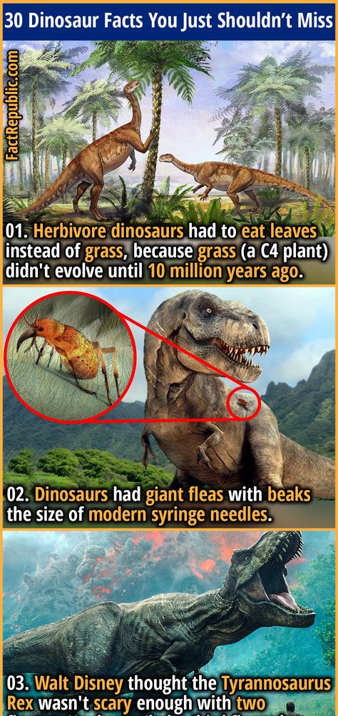 30 Important Dinosaur Facts You Just Shouldn’t Miss | Fact Republic Herbivore Dinosaurs, Facts About Dinosaurs, Real Dinosaurs, Dinosaur Information, Dinosaurs Extinction, Ancient Artifacts Prehistoric, Feathered Dinosaurs, Dinosaur Facts, Scrapbook Photos