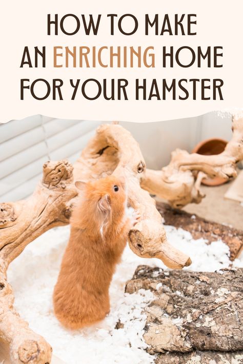 Best Hamster Cage Ideas, Enrichment For Hamsters, Hamster Enclosure Ideas Diy, Hamster Set Up Ideas, Hamster Cage Set Up, Hamster Habitat Ideas, Syrian Hamster Cage Ideas, Hamster Enrichment Ideas, Summer Kids Meals