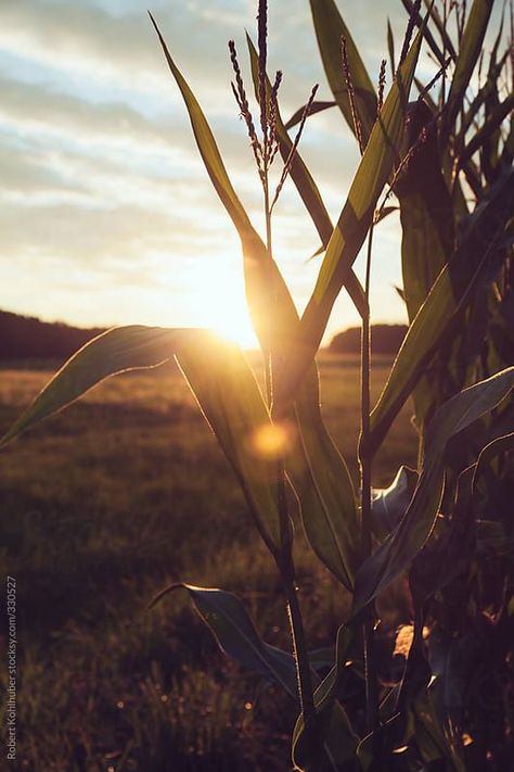 #Holiday_Places #Tapeta_Galaxie #Air_Terjun #Puglia_Italy,#Corn_Field_Photography #Corn_Field_Aesthetic #Corn_Aesthetic #Rural_Photography Corn Field Photography, Corn Field Aesthetic, Corn Photography, Rural Photography, Corn Fields, Linz Austria, Corn Field, Free Nature, Best Nature