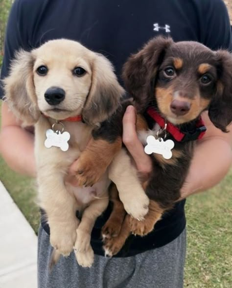 Daschund Puppies, Dapple Dachshund Puppy, Cute Fluffy Dogs, Very Cute Puppies, Dachshund Puppy Miniature, Super Cute Puppies, Dapple Dachshund, Cute Animals Puppies, Dream Dog