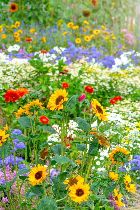 Beautiful, colourful flowers in an English cottage summer garden with sunflowers, Zinnia and grasses in soft sunshine Potted Bulbs, Garden Inspiration Ideas, Pom Daisy, Garden Wedding Dress, Summer Border, Patio Gardens, Flower Bed Borders, Planters Garden, Summer Flowers Garden