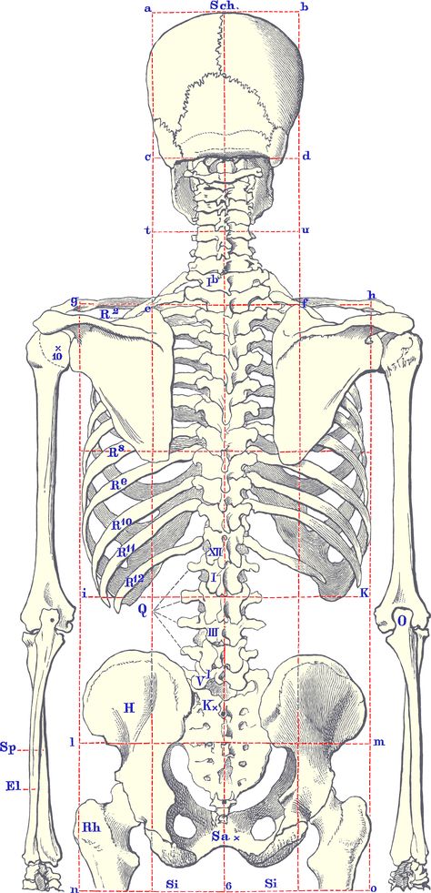 Human Skeleton Anatomy, Anatomy Bones, Skeleton Anatomy, Skeleton Drawings, Anatomy Tutorial, Human Body Anatomy, Human Anatomy Drawing, Body Drawing Tutorial, Human Figure Drawing