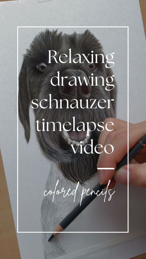 schnauzer, dog art, cat art, pet portrait, colored pencils, asmr, relaxing, calming, meditation Schnauzer Drawing, Giant Schnauzer, Schnauzer Dog, Schnauzer Dogs, Time Lapse Video, Dog Drawing, Drawing Videos, Pet Portrait, Learn To Draw