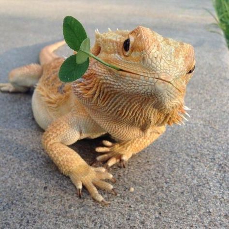 Bearded Dragon Aesthetic, Lizard Wallpaper, Agama Lizard, Bearded Dragon Terrarium Ideas, Dragon Terrarium, Thorny Devil, Lizard Types, Bearded Dragon Terrarium, Bearded Dragon Funny