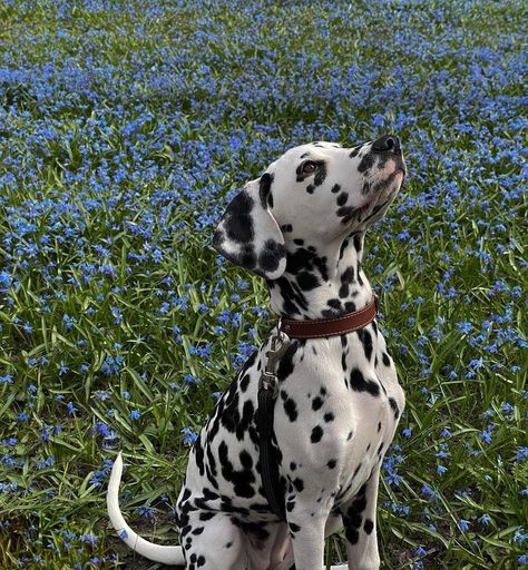 Dalmatian Aesthetic, Dalmatian Puppy, Dalmatian Dog, Dalmatian Dogs, Pretty Dogs, Pretty Animals, Silly Animals, Cute Animal Photos, Cute Little Animals