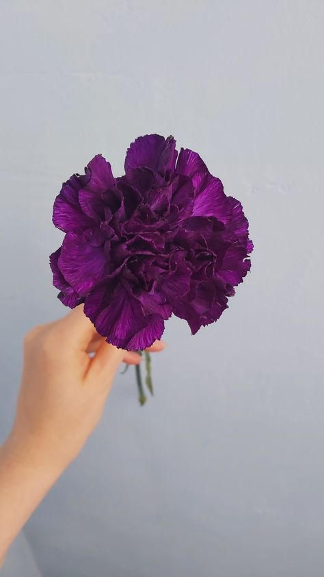 Carnation purple flower Carnation Flower Purple, Carnation Purple, Purple Carnations, Stone Barns, Carnation Flower, Nothing But Flowers, Mardi Gras Party, Body Is A Temple, Flower Therapy