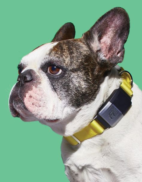 These Smart Collars And Bowls Could Make A Big Difference In Your Dog's Life Pet Health, Veterinarian, Fitness Tracker, Dog Life, Pet Collars, Boston Terrier, Fur Babies, Peace Of Mind, Pet