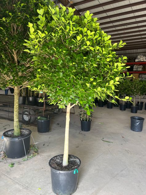 17” Ficus Moclame Standard 7-7.5' Ficus Moclame, Plants