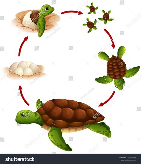 Life cycle of turtle illustrationcycle#Life#illustration#turtle Life Science Projects, Diy Science Projects, Turtle Illustration, Life Illustration, Turtle Drawing, Sorting Games, Tortoise Turtle, Diy Science, Business Card Template Design