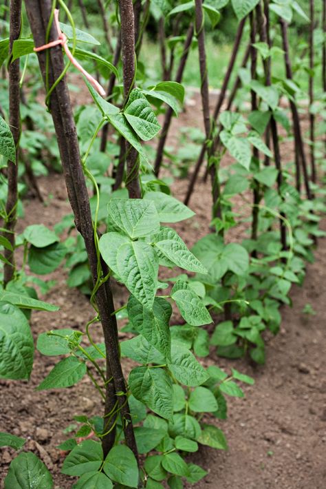 Bean Trellis, Growing Beans, Sweet Potato Plant, Growing Sweet Potatoes, Vine Trellis, Tattoo Plant, Planting Potatoes, Sweet Potato Vine, Bean Plant