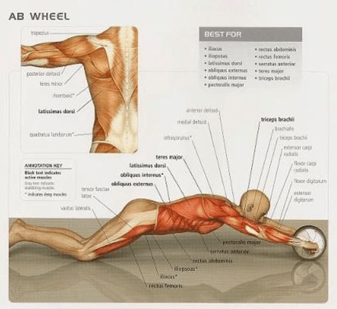 Ab Wheel Benefits - Why Is It the Best for Core Strength? https://fitbodyhome.com/ab-wheel-benefits/ #abworkout #abwheel Ab Wheel Workout, Ab Roller Workout, Abdomen Plat, Abs Program, Roller Workout, Best Abdominal Exercises, Easy Abs, Six Pack Abs Workout, Exercise Wheel