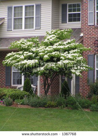 picture of regular dogwood not in bloom | Kousa Dogwood Tree In Bloom, Pa Stock Photo 1367768 : Shutterstock Kousa Dogwood Tree, Kousa Dogwood, Trees For Front Yard, Dogwood Tree, Dogwood Trees, Fast Growing Trees, Garden Shrubs, Ornamental Trees, Flowering Shrubs