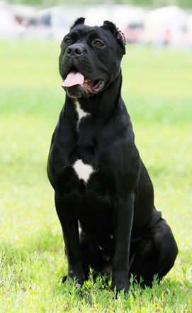 Understanding the Cane Corso Temperament | Dog Temperament Cana Corso, Cane Corso Dog Breed, Mastiff Dog Breeds, Italian Dogs, Cane Corso Italian Mastiff, Cane Corso Mastiff, Mastiff Breeds, Cane Corso Dog, Corso Dog