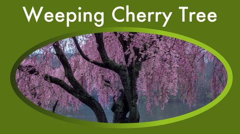 Weeping Cherry Tree Types: Pictures, When To Plant, Grow Tips (Dwarf, Pink) Small Weeping Trees, Yoshino Cherry Tree, Tree Types, Weeping Cherry Tree, Weeping Trees, Weeping Cherry, When To Plant, Cherry Trees, Cherry Blossom Festival