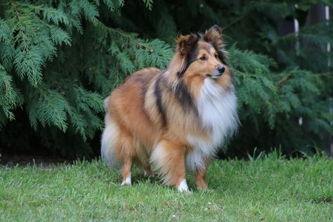 https://flic.kr/p/2iTjfXb | Finn | Finn is a young Shetland Sheepdog from Dunedin Shetland Sheepdog, Dogs