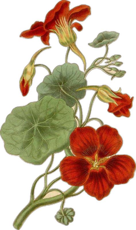 Nasturtium Flower, Note Cards Handmade, Vintage Gardening, Missouri Botanical Garden, Botanical Print Set, Garden Birthday, Botanical Illustrations, Perfect Wedding Gift, Handmade Holiday