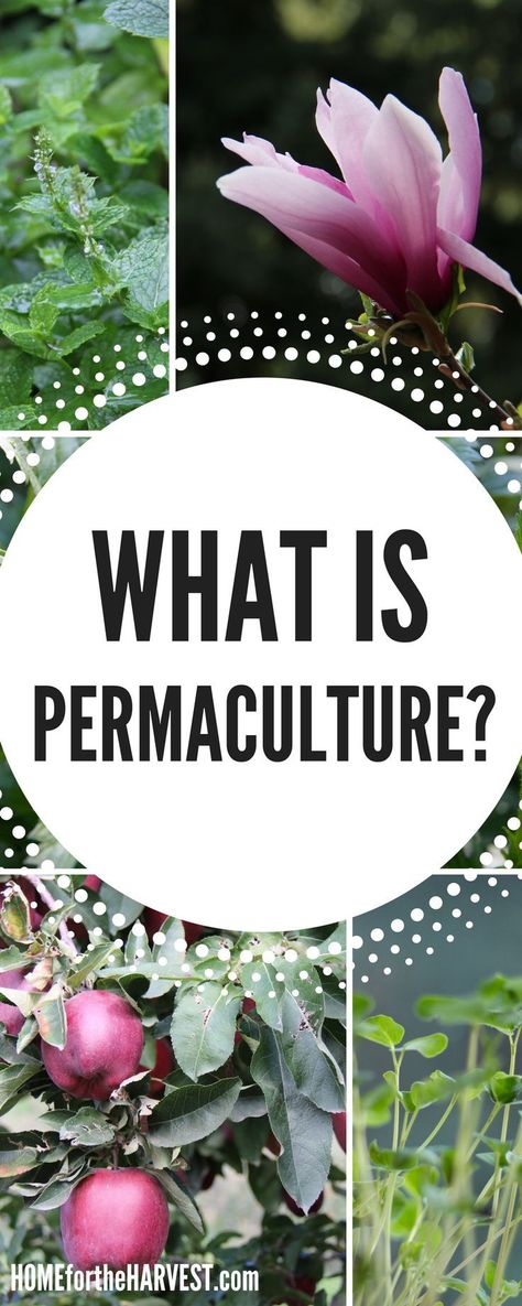 Wondering what permaculture is? Is it just organic gardening...or is there something more? Check out this post to understand what permaculture is and how to use it in your organic garden! Organic Pesticide, Permaculture Gardening, Organic Vegetable Garden, Food Business, Organic Garden, Sustainable Garden, Organic Gardening Tips, Gardening Advice, Natural Garden