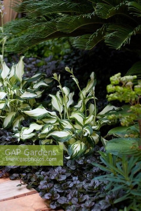 Summer border with Hosta mediovariegata with Ajuga reptans 'Black Scallop'. May. Black Scallop Ajuga, Ajuga Black Scallop, Hosta Border, Summer Border, Ajuga Reptans, Boston Garden, Acer Palmatum, Plant Photography, Garden Edging