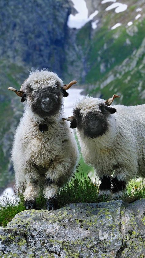 Just adorable: Valais #BlacknoseSheep – Sooo #härzig: Walliser Schwarznasenschafe | bestswiss.ch Blacknose Sheep, Valais Blacknose, Valais Blacknose Sheep, Cute Sheep, Sweet Animals, Animal Photo, Nature Animals, Zebras, 귀여운 동물