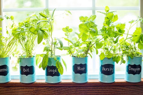 Window Sill Herb Garden, Gardening Infographic, Window Herb Garden, Herb Garden Pots, Container Herb Garden, Outdoor Herb Garden, Herb Garden In Kitchen, Hydroponic Farming, Hydroponics Diy