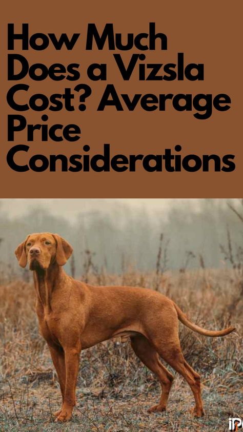 Ultimately, the cost of a Vizsla Dog is largely up to you, because you’ll have to decide how much you’re willing to put into each care category... Wirehaired Vizsla, Vizsla Dog, Premium Dog Food, Vizsla Dogs, Cute Dog Photos, Best Brushes, Vizsla Puppies, American Kennel Club, Sporting Dogs