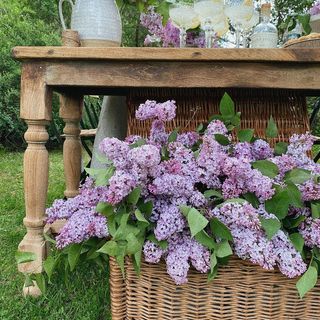 Pantry Hill (@pantry.hill) • Instagram photos and videos Country Chic House, Pantry Hill, Purple Cottage, Lilac Decor, Chic House, Flower Cottage, Lavender Farm, Green Spring, Spring Home