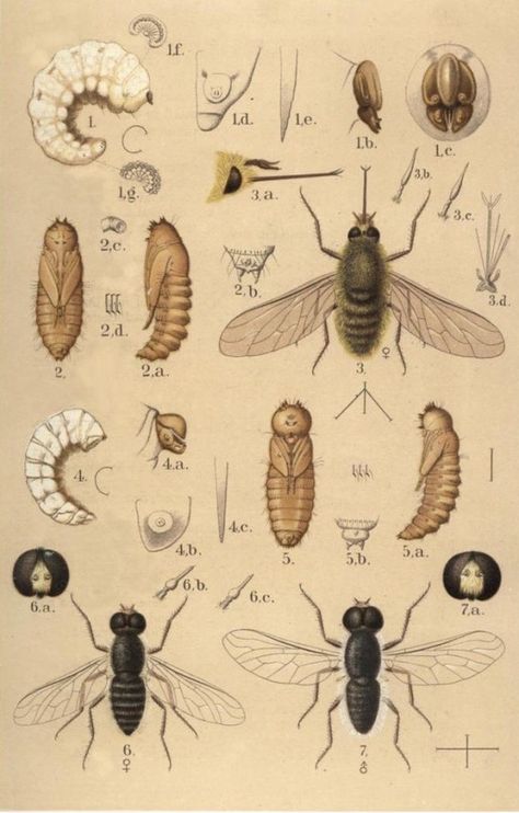 Bug Diagram, Bee Diagram, Science Illustration, Vintage Bee, Bug Art, Nature Drawing, Scientific Illustration, Fashion Poster, Vintage Paper