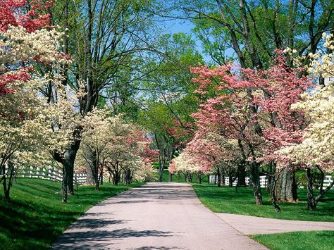 Pink and White Dogwood Trees, Lexington, Kentucky. Visited Lexington, Kentucky with my wife while attending a professional conference before our children were born. (Before 1972) Spring Lockscreen, Wallpaper Baddie, Vintage Lockscreen, Pictures Of Spring Flowers, Baddie Cartoon, Wallpaper Edgy, Dogwood Tree, Cartoon Pfp, Background Retro