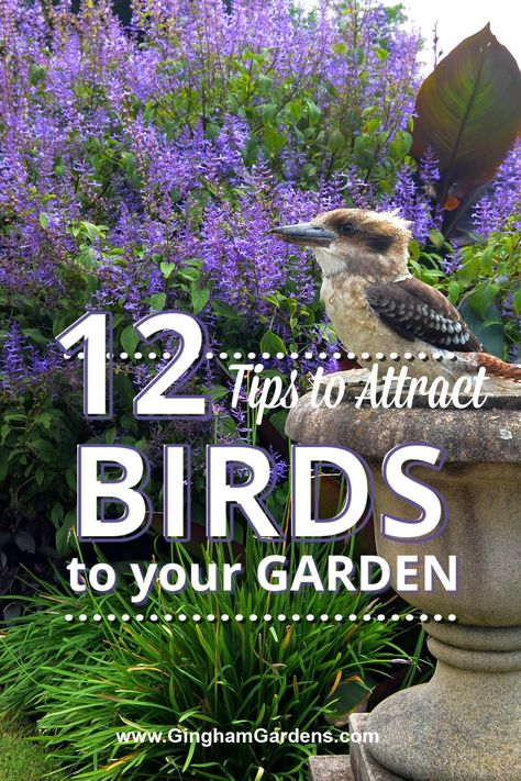 Bird Feeder In Flower Bed, Bird Attracting Plants Australia, Bird Corner Garden, Front Yard Bird Sanctuary, How To Attract Birds To Your Garden, Birds Garden Ideas, Bird Attracting Plants, Bird Area In Garden, Attract Birds To Feeder